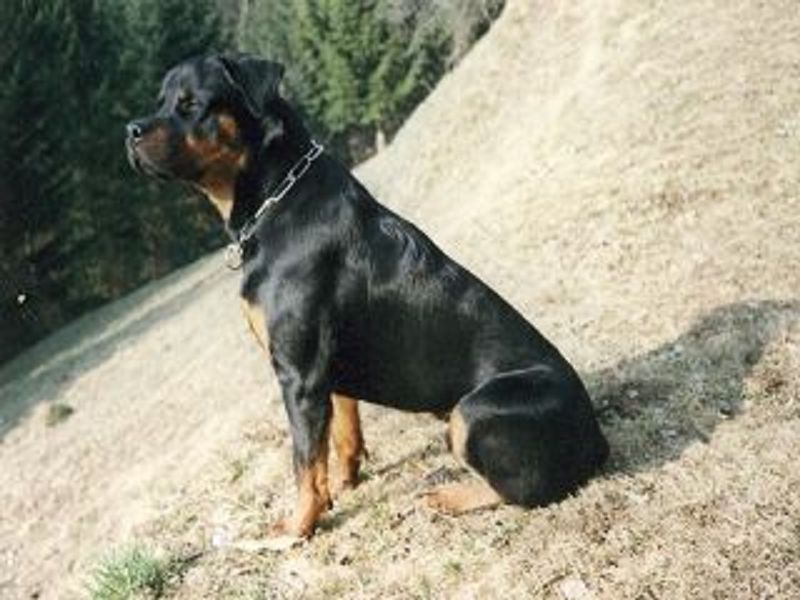 Ilco von der Berghalbinsel