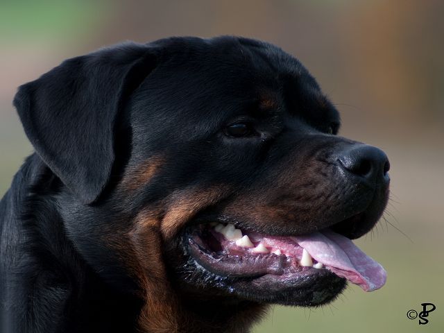 Nobby von der Berghalbinsel