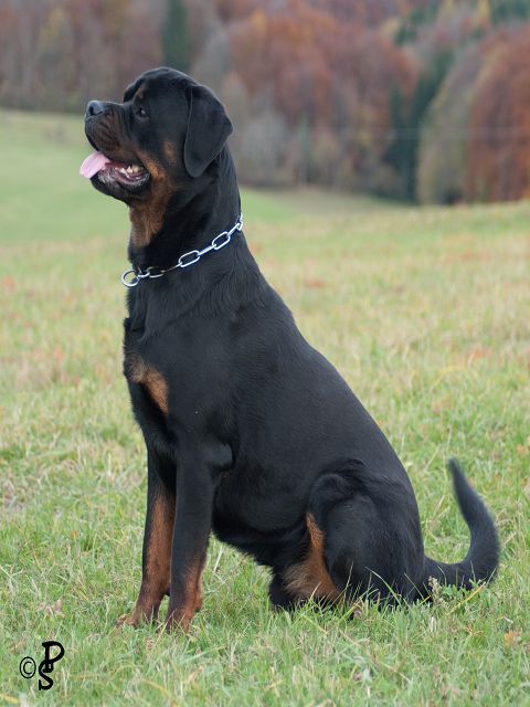 Nobby von der Berghalbinsel